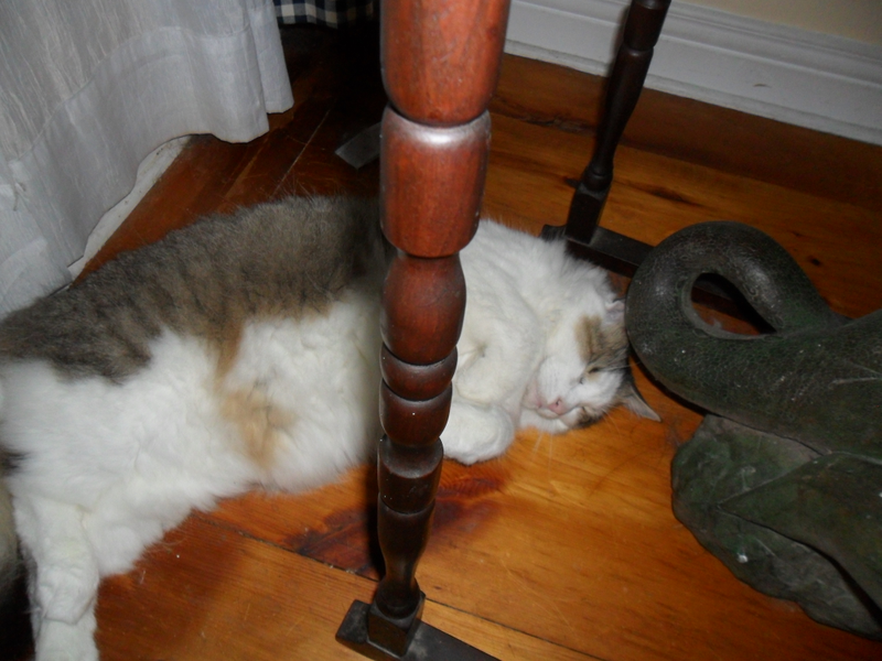 Illustration for article titled Cats are not smart, cats are not smart, cats are not ....